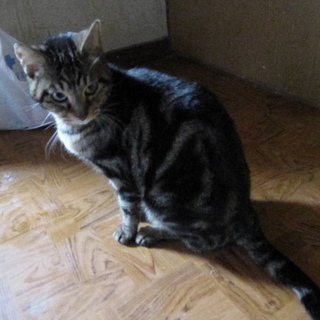 里親さんが見つかりました。