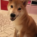 柴犬 生後８か月 吠えません