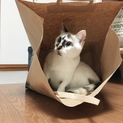 1歳メス猫ちゃんの里親になってあげてください。