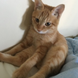 甘えん坊な♂の茶トラです