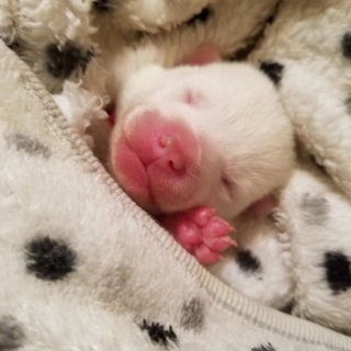 11月17日生まれの白い赤ちゃん達