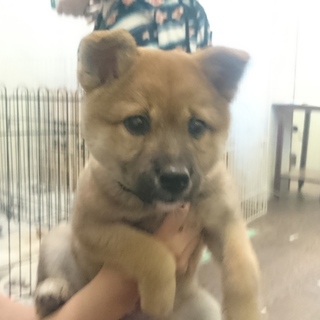 フレンドリーな可愛いい きなこちゃん