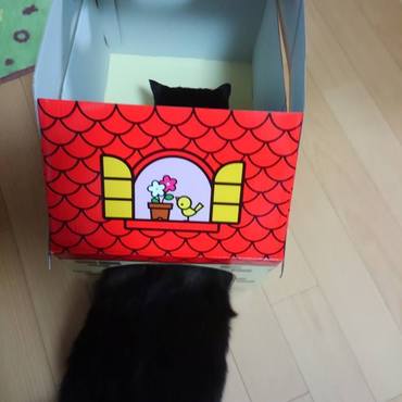 「ねこのきもち」の付録のキティちゃんハウスに入れないベルンさん。