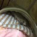 急募です