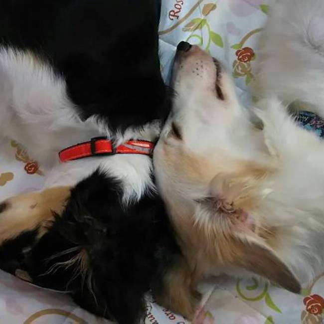 ふうりのママのカバー写真