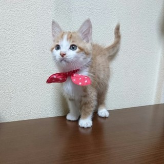 優しいご家族の一員になり幸せになります☆