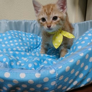 優しいご家族の一員になり幸せになります☆