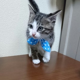 優しいご家族の一員になり幸せになります☆