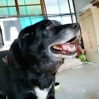 大型犬のクロくん！