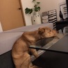 首をよくテーブルで休めています笑