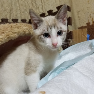 優しい家族ができました