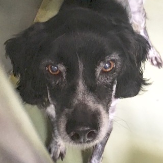 命の期限を付けられたブリタニースパニエル君