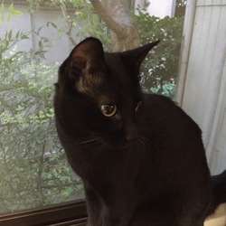 チェロとピアノのファンタジー