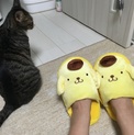 三毛猫