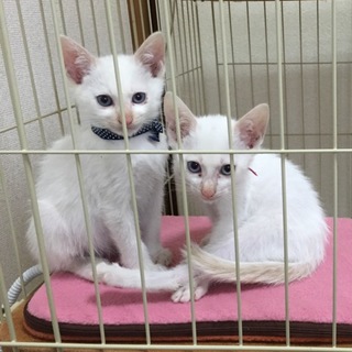 ２ヶ月の白猫ツインズ☆兄弟で募集！
