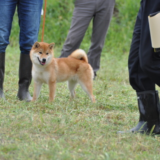 とっても元気なお散歩大好きな女の子です。