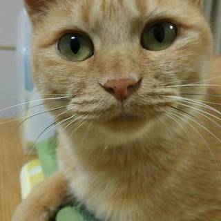 さみしがりの茶とらレディ、柚ちゃん