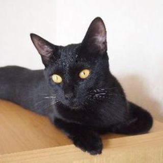 でら！トルテ！