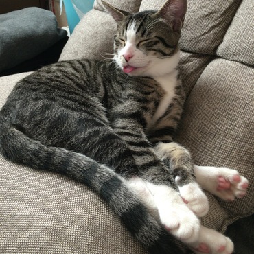 舌出し眠る