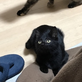 かわいい黒ちゃん