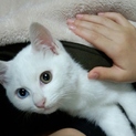 オッドアイの白子猫の女子、睡蓮ちゃん