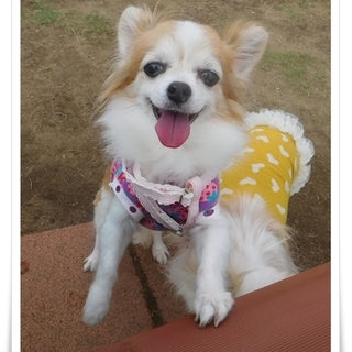 トイレ100％！可愛い女の子