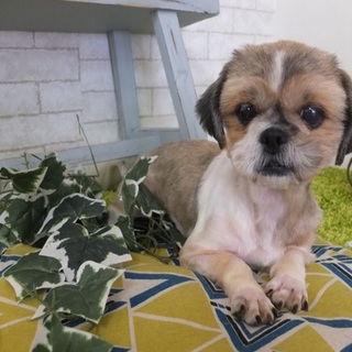 ドーラちゃん♀　推定7才