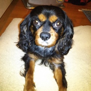 緊急募集！キャバリア