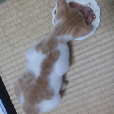 ニャアちゃんの模様