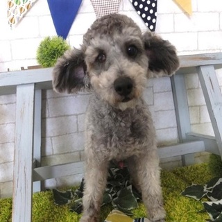 アンリちゃん♂　推定7才