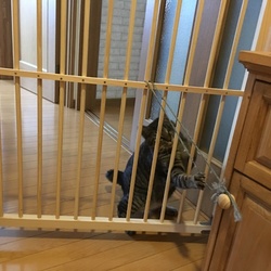 「玄関に脱走防止ゲート設置しました」サムネイル3