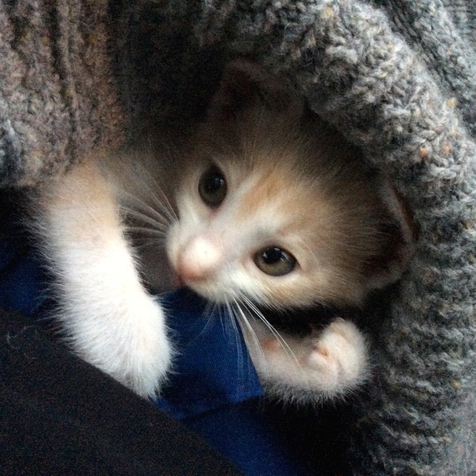 ぶんのカバー写真