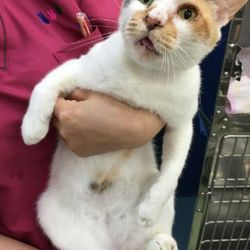 ねこさと～nyamuzucompany～里親会