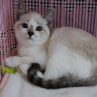 ラグドール系のおチビちゃん