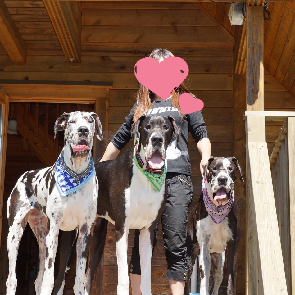 ロルフのカバー写真