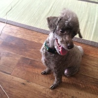ボブ