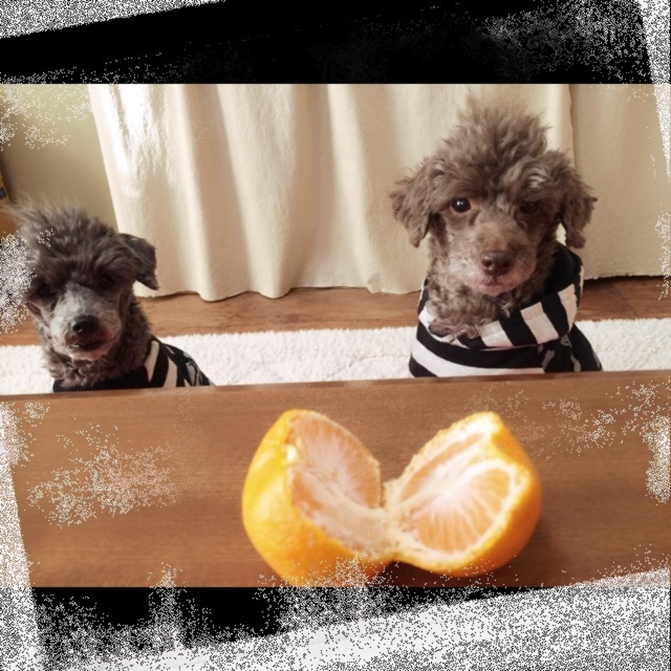 ボブのカバー写真