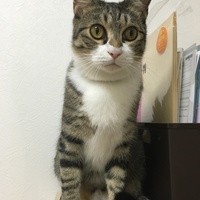 カカ