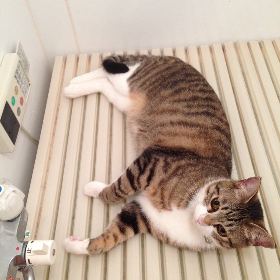 カカのカバー写真