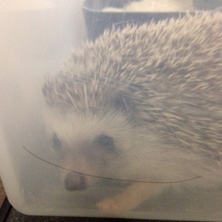 ハリネズミの里親募集