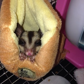 フクロモモンガ女の子