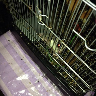 フクロモモンガ女の子＆男の子２匹の計３匹の里親募集