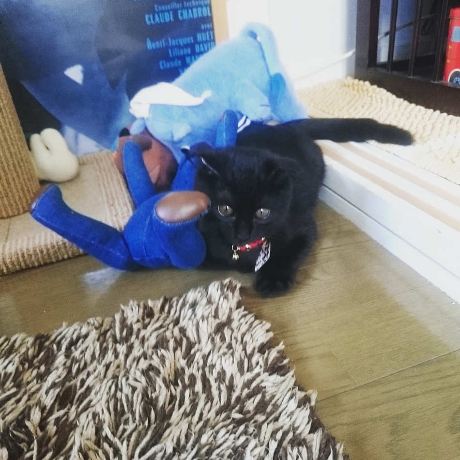 ゴン太のカバー写真