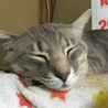 ふるぽん