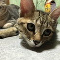 2カ月目の男の子の子猫ちゃん