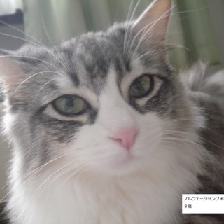 【里親さん決まりました！】ノルウェージャン♀８歳