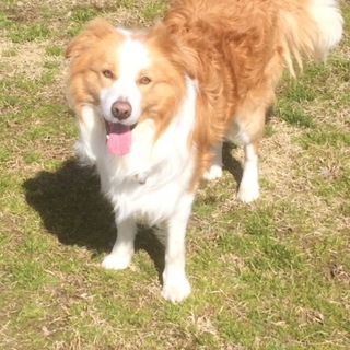 ボーダーコリー　２歳