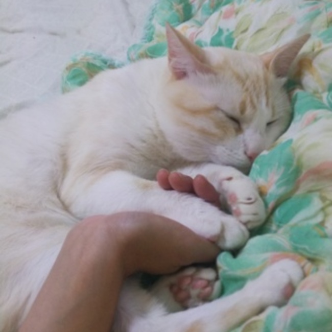 3匹のにゃんこ隊隊長のカバー写真