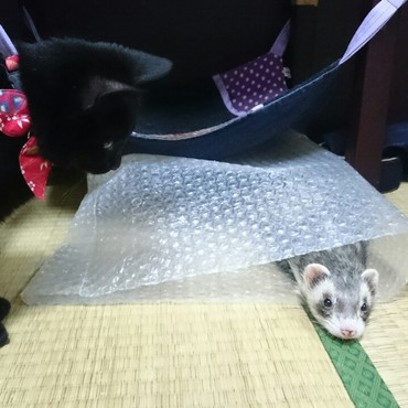 猫さんとイタチごっこ