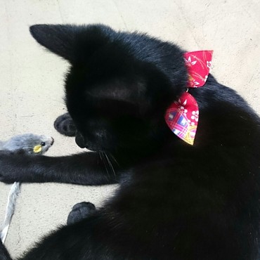 首輪をもらった日